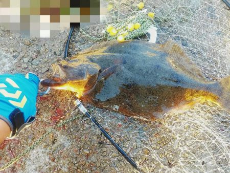 ハマチとヒラメ釣れた