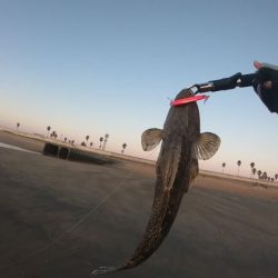 津サーフ ウェーディング マゴチ・ツバス