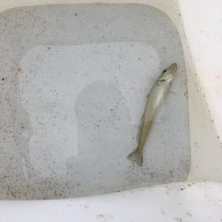 ライトゲームでタコ