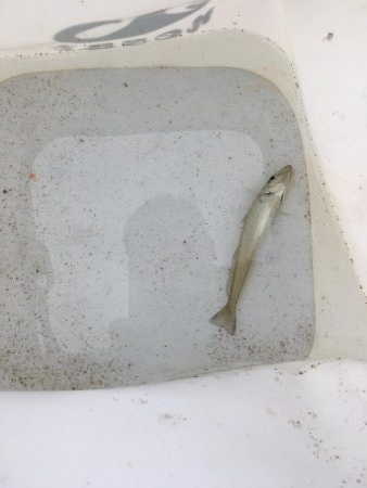 ライトゲームでタコ