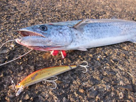 久しぶりの釣果