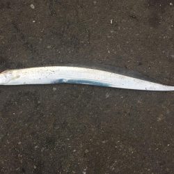 ハマチにタチウオ