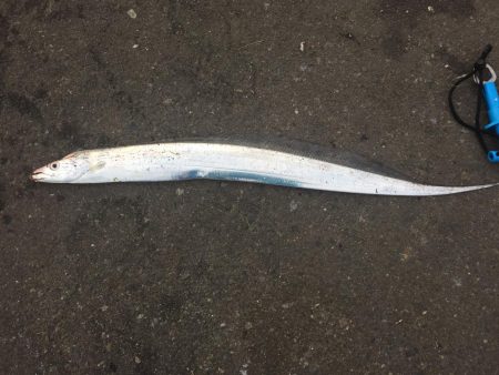 ハマチにタチウオ