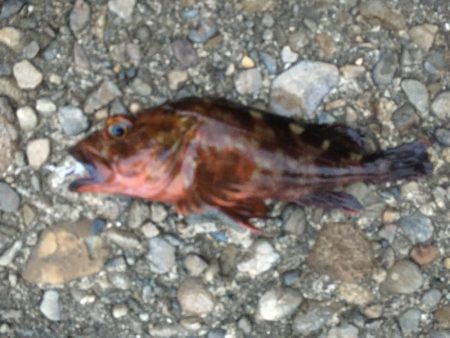 メバル～～～！