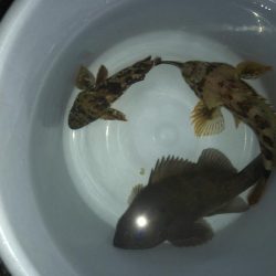 メバルはまだかな