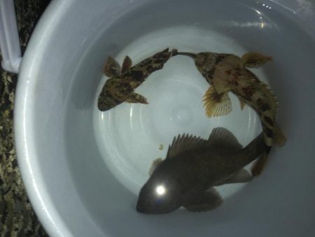 メバルはまだかな