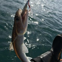 カヤック　タイラバ不発