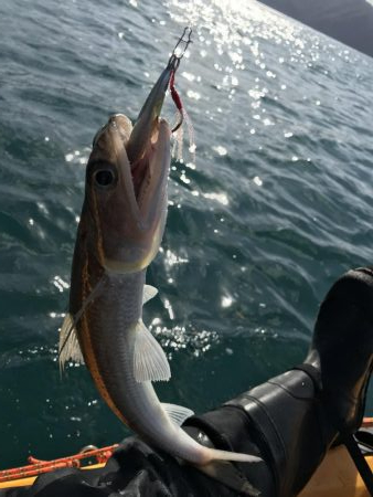 カヤック　タイラバ不発