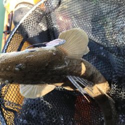 カヤック　ジギング