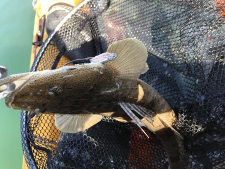 カヤック　ジギング