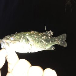 トップでチョンチョン