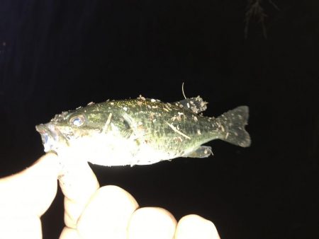 トップでチョンチョン