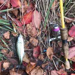 トップでチョコチョコ