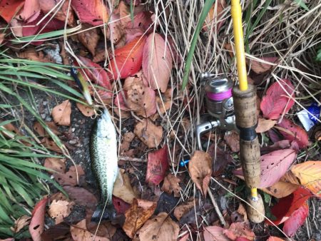 トップでチョコチョコ