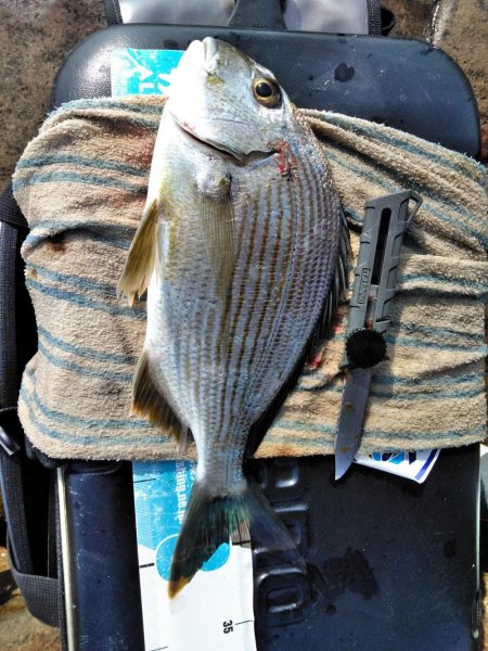 フカセが一番・・面白いです・・