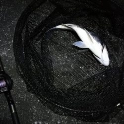 南港へち釣行 （11/1 11月入り南港ヘチ釣り キビレチヌ40cm、真チヌ 釣果有り）