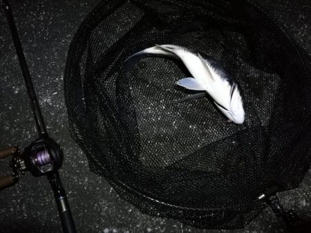 南港へち釣行 （11/1 11月入り南港ヘチ釣り キビレチヌ40cm、真チヌ 釣果有り）