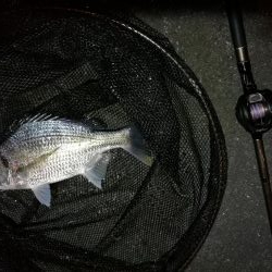 南港へち釣行 （11/2 まーまー好釣果の南港ヘチ釣り キビレチヌ38cm、真チヌ 他 釣果有り）