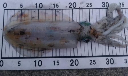 エギング　今季最大