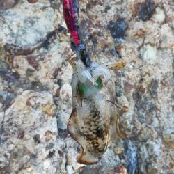 アオリイカ探して