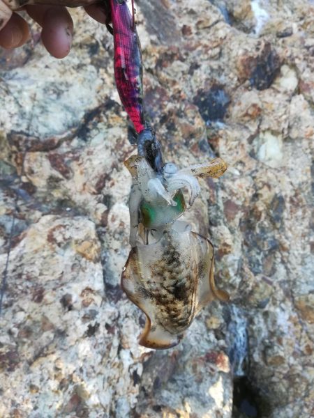 アオリイカ探して