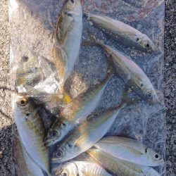 久しぶりの淡路島釣行