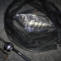 南港へち釣行 （11/3 良い感じに好釣果の南港ヘチ釣り 真チヌ46cm、キビレ、シーバス 他 釣果有り）