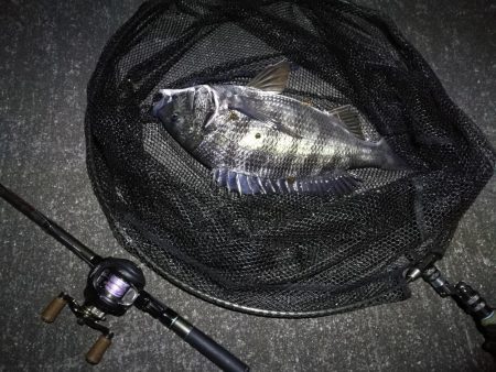 南港へち釣行 （11/3 良い感じに好釣果の南港ヘチ釣り 真チヌ46cm、キビレ、シーバス 他 釣果有り）