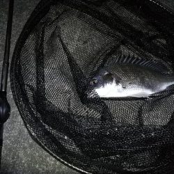 南港へち釣行 (11/4 南港ヘチ釣り キビレチヌ37cm,35cm、シーバス 他 釣果有り)