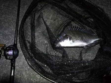 南港へち釣行 (11/4 南港ヘチ釣り キビレチヌ37cm,35cm、シーバス 他 釣果有り)