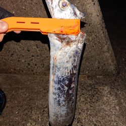 人生２度目の淡路島で初タチウオ！