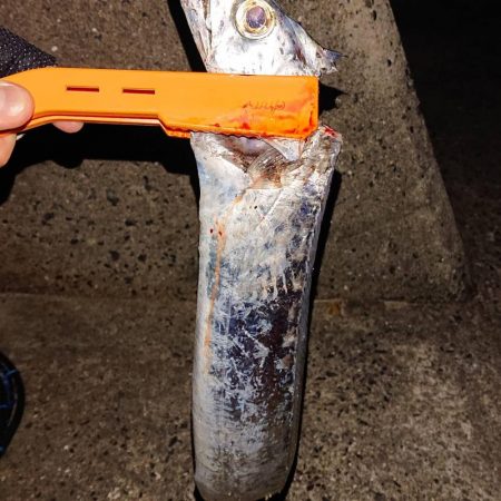 人生２度目の淡路島で初タチウオ！