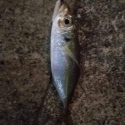 ちょいとアジング