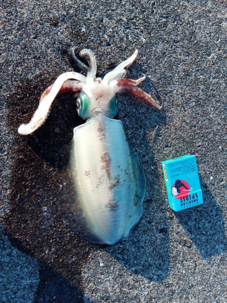 サイズアップの時期？