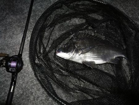 南港へち釣行 （11/8 冬入りの南港ヘチ釣り 真チヌ 43cm、キビレチヌ、釣果有り）