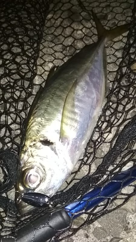 中あじ好調!尺アジ釣れず…