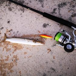 爆風でカマスとロウニンアジ