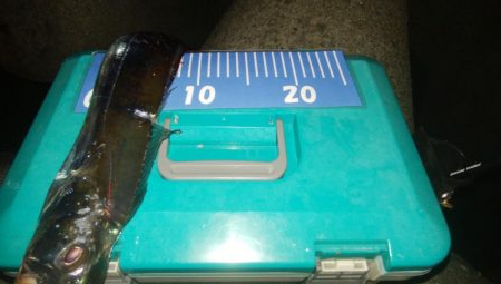 ワインドとアジング