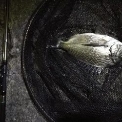 南港へち釣行 （11/10 南港ヘチ釣り 真チヌ 35cm、ガシラ、キビレ他 釣果有り）