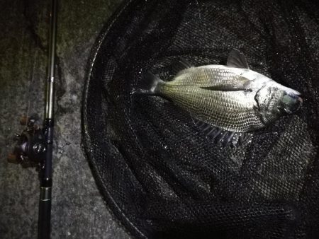 南港へち釣行 （11/10 南港ヘチ釣り 真チヌ 35cm、ガシラ、キビレ他 釣果有り）