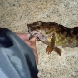 大潮アジングガシリング