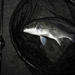 南港へち釣行 （11/11 南港ヘチ釣り 真チヌ 44.5cm、キビレ 釣果有り）