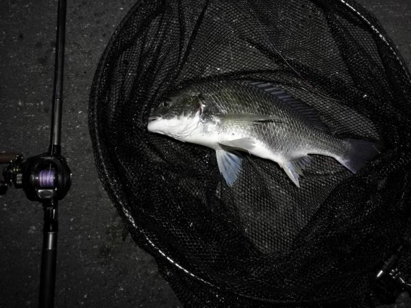 南港へち釣行 （11/11 南港ヘチ釣り 真チヌ 44.5cm、キビレ 釣果有り）