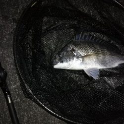 南港へち釣行 （11/12 南港ヘチ釣り キビレチヌ 43.5cm、真チヌ、ハゼ 釣果有り）