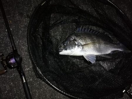 南港へち釣行 （11/12 南港ヘチ釣り キビレチヌ 43.5cm、真チヌ、ハゼ 釣果有り）