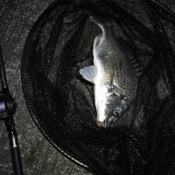 南港へち釣行 （11/13 南港ヘチ釣り キビレチヌ 42cm、真チヌ、ガシラ 釣果有り）