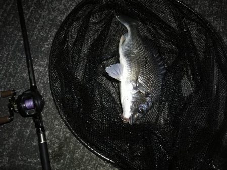 南港へち釣行 （11/13 南港ヘチ釣り キビレチヌ 42cm、真チヌ、ガシラ 釣果有り）