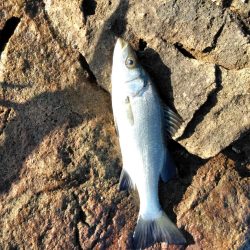 フカセが一番・・面白いです・・