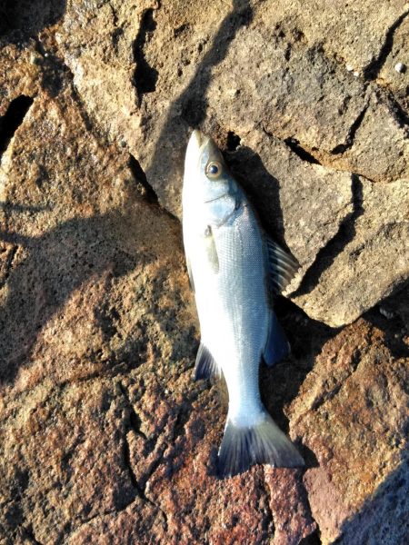 フカセが一番・・面白いです・・