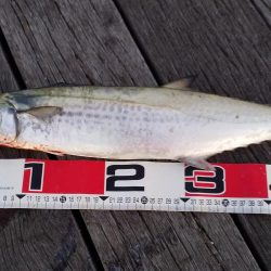 ライトショアジギング